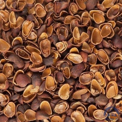 Скорлупа Кедрового Ореха (Barus Nut Shell) купить  в Нижнем Тагиле